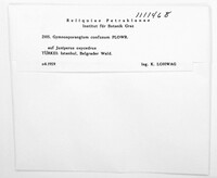 Image of Gymnosporangium confusum
